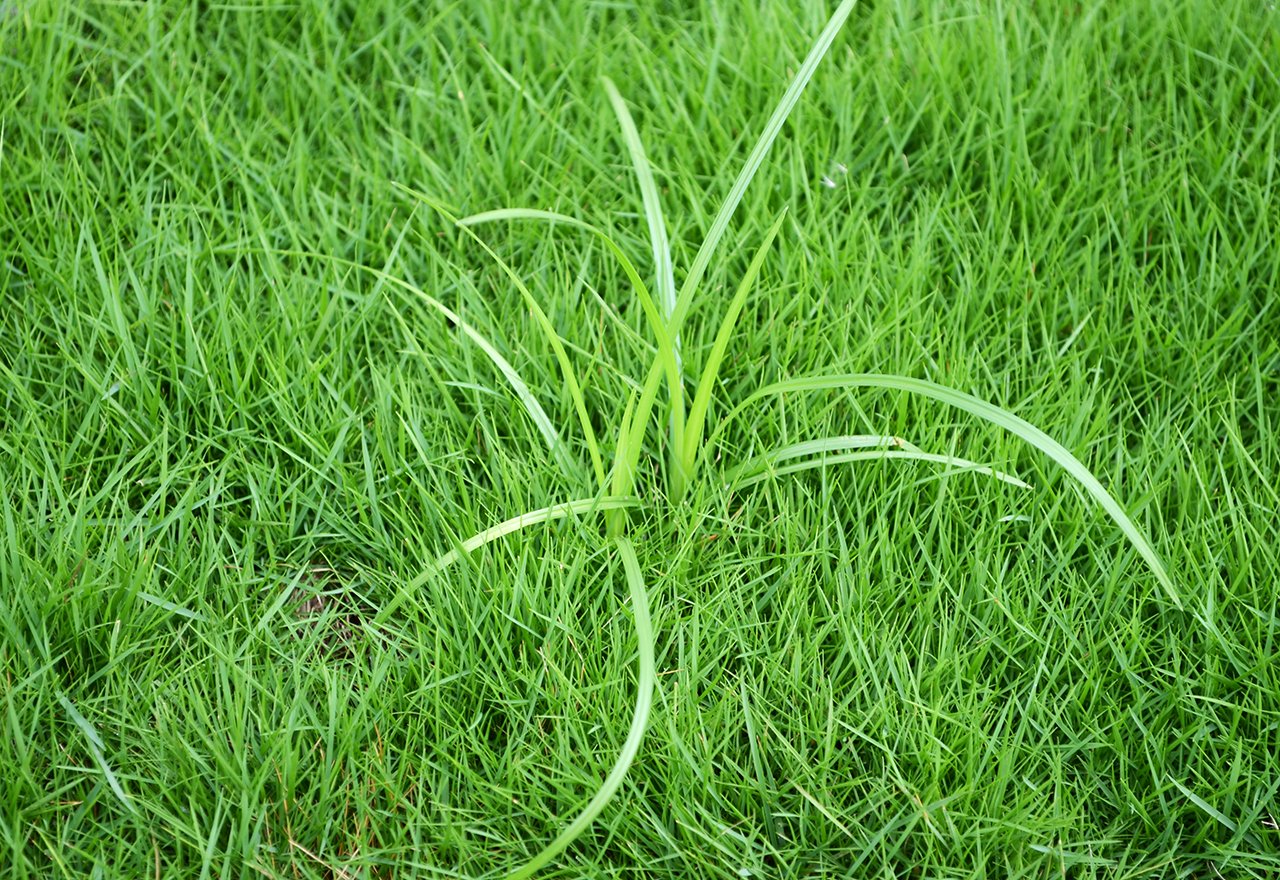 Nutsedge